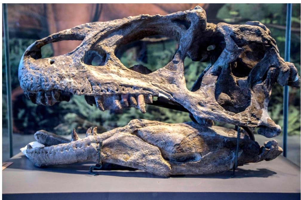 अमेरिका के यूटा में करोड़ों साल पुरानी डायनासोर की हड्डियां मिलीं