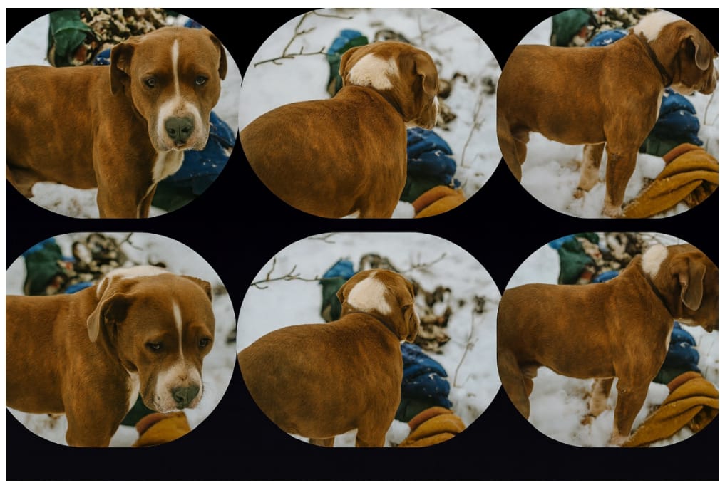 भारत में हिमस्खलन में भी न गिरने का साहस: एक ‘पिटबुल’ कुत्ते की कहानी जिसने अपने मृत मालिक को अकेला नहीं छोड़ा